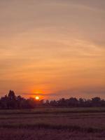 silhueta pôr do sol sobre campo de arroz foto