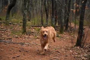 correndo nova scotia duck tolling cão retriever em uma trilha arborizada foto