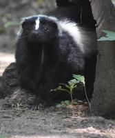 rosto adorável de um gambá preto e branco foto