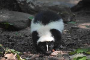 gambá preto e branco muito fofo na natureza foto