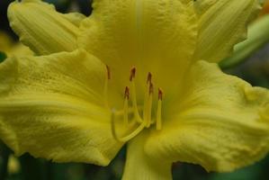 de perto com uma flor de lírio amarelo muito brilhante foto