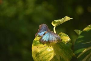 borboleta morfo azul muito bonita em uma folha verde e amarela foto