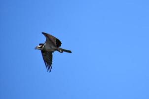 pássaro osprey com asas dobradas em voo foto