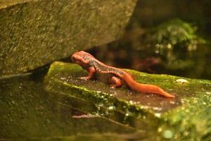 tritão mandarim vermelho em uma grande pedra foto