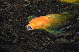 carpa koi laranja soprando águas debaixo d'água foto