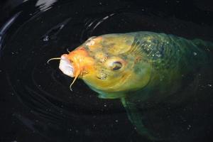 incrível peixe koi com sua boca aberta foto