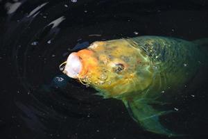 grande peixe koi comendo em um tanque de peixes foto