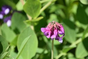 planta de ervilha rosa e roxa em flor foto