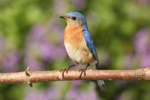bluebird oriental masculino