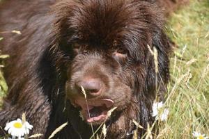 cachorro marrom da terra nova lambendo o nariz com a língua grande foto