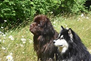 par de cães de raça pura sentados juntos na grama alta foto