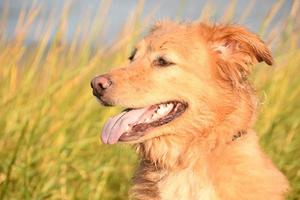 perfil lateral do retrato de um cão retriever de pedágio foto