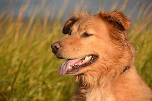 perfil lateral do cão toller dourado úmido no verão foto