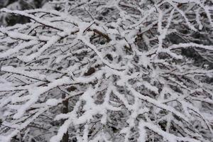 neve em camadas em cima de galhos de árvores foto