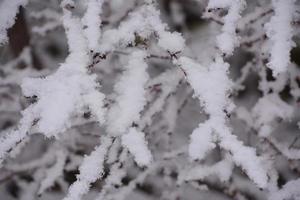 flocos de neve e cristais em um galho de árvore foto