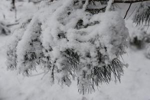 pinheiro coberto com uma camada de neve fresca foto