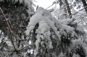flocos de neve recém-caídos cobrindo um galho de pinheiro foto