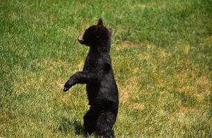 bebê urso preto em pé nas patas traseiras foto