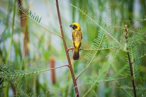 tecelão dourado asiático, pássaro masculino foto