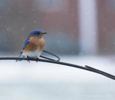 bluebird oriental masculino na neve