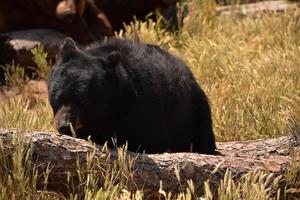 urso preto mastigando uma casca de árvore foto