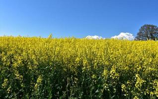 campo de sementes de colza florescendo e florescendo em cumbria foto