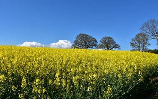 incrível campo de flores de colza amarela em flor foto