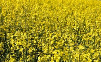 sementes de colza amarela florescem até onde você pode ver foto