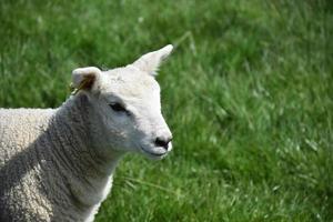 cordeiro na primavera em pé em um campo foto