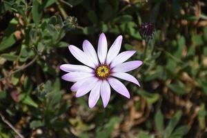 flor de áster roxa pálida única floração em um jardim foto