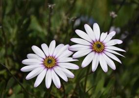 flores gêmeas de aster florescendo em um jardim foto