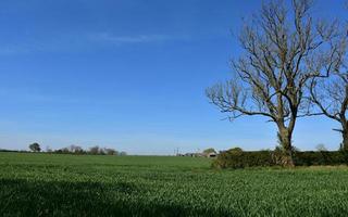 terras agrícolas verdes e culturas no norte da inglaterra foto