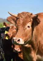 perfil de um touro bronzeado em um campo com vacas foto