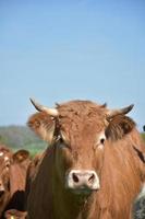 olhar deslumbrante no rosto de uma linda vaca marrom foto