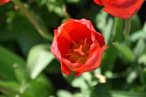 tendo um pico em uma flor de tulipa vermelha florescendo foto