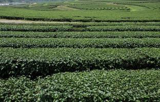 paisagem de plantação de chá foto