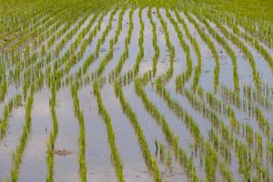 campos de arroz, começaram a crescer no campo foto