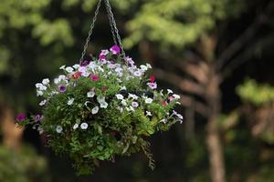 cesta de flores pendurada foto