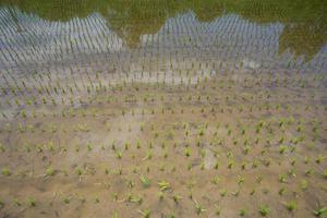 campos de arroz, começaram a crescer no campo foto