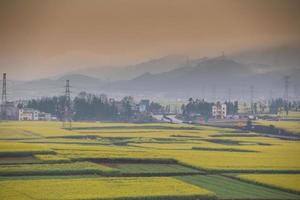 campo de flores de colza amarela com a névoa em luoping, china foto