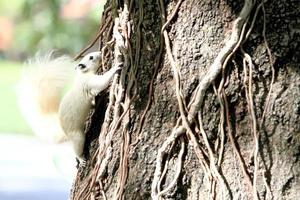 esquilo albino alimentando-se da árvore. foto