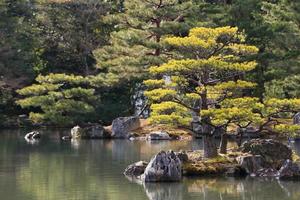 jardim japonês no famoso kinkakuji foto