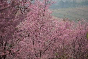 cereja selvagem do Himalaia na Tailândia foto