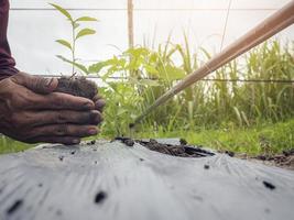 closeup de agricultor masculino de mão tem uma muda de árvore na mão para plantar na horta. planta de mudas brotam no solo. conceito agricultura agricultura foto