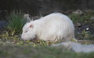 coypu branco procurando comida em um ambiente natural foto