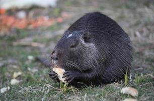 coypu comendo vegetais em um ambiente natural foto