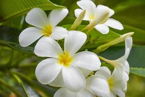 flores brancas de frangipani estão florescendo no belo jardim natural. foto