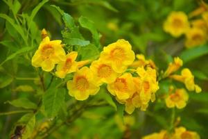 flores amarelas de urai florescendo no jardim foto