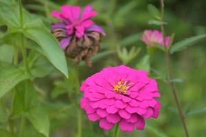 zínias rosa florescendo em um jardim tailandês prado e fundo verde suave foto