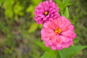zínias rosa florescendo no jardim e fundo verde desfocado suave foto
